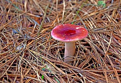 Close-up of mushroom growing on field