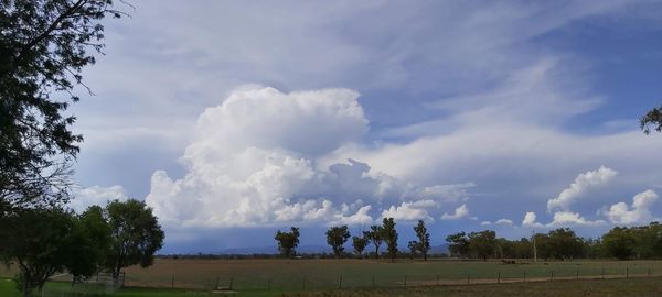 Panoramic view of trees on field against sky