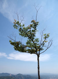 Low angle view of tree against sky
