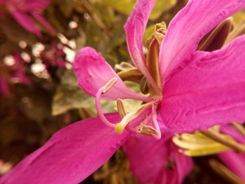 Close-up of pink flowers blooming outdoors