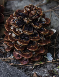 Close-up of flowers