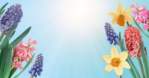 Close-up of multi colored flowers against blue sky