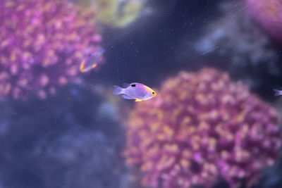 Close-up of fish swimming in tank