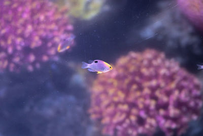 Fish swimming in sea