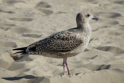 Close-up of seagull on sand