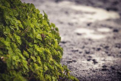Close-up of plant growing on field