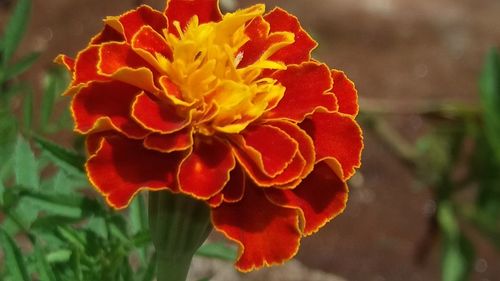 Close-up of red flower blooming outdoors