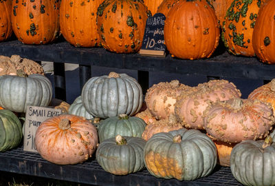 Small unique pumpkins are for sale, some in green, white orange and some with warts