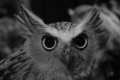 Close-up portrait of a bird