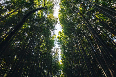 Low angle view of bamboo trees in forest