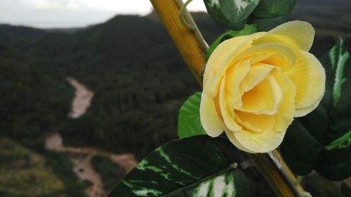 Close-up of yellow rose