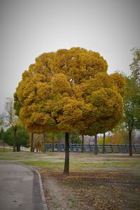 Trees in autumn against sky