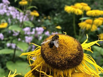 Close-up of bee on sunflower