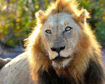 Close-up portrait of lion