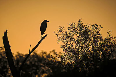 Silhouette bird perching on a tree