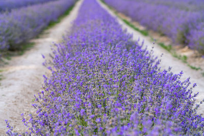 Bushes of flowering lavender with a blur. close-up. as a background