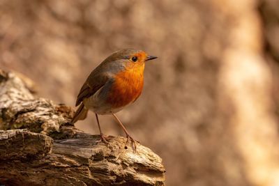 Close-up of bird perching on rock