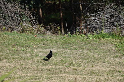 Bird on grass