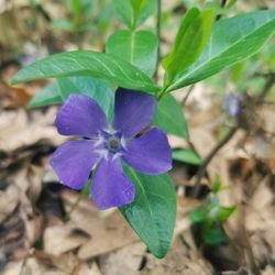 Close-up of purple flowering plant