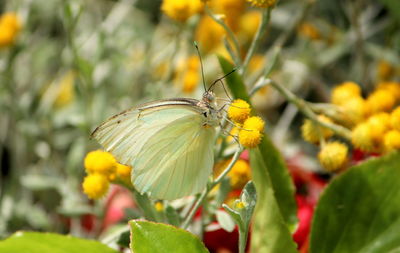 Close-up of butterfly pollinating on yellow flower