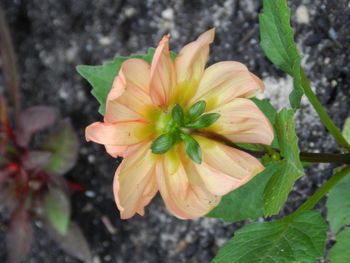 Close-up of yellow flower