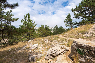 Trees and rocks against sky