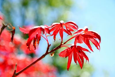 Low angle view of maple tree