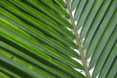 Full frame shot of palm leaf