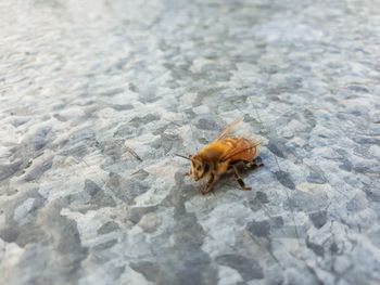 High angle view of bee on a land