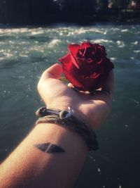 Close-up of hand holding red rose in water