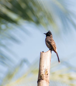 A bulbul bird sit on a bamboo