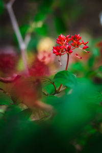 Close-up of pink flowering plant
