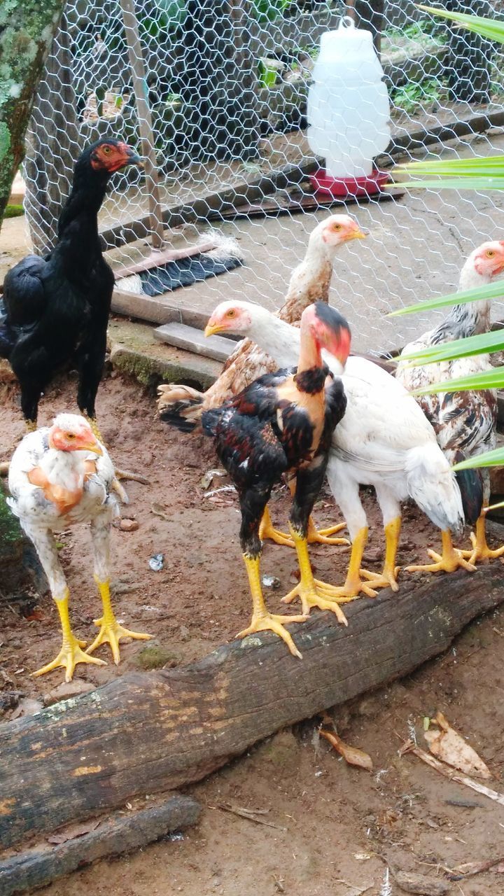 domestic animals, animal themes, livestock, chicken - bird, hen, bird, day, rooster, outdoors, no people, mammal, nature