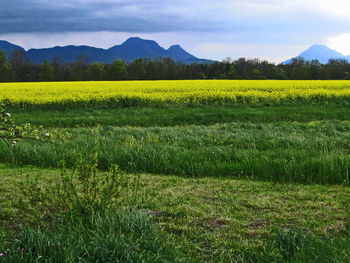 Scenic view of field against sky