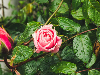 Close-up of pink rose