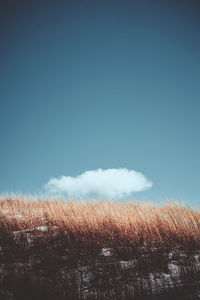 Scenic view of field against clear blue sky