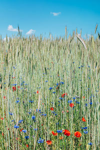 Wild flowers and herbs field and blue sky background.