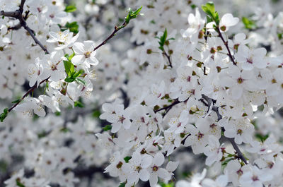 Close-up of white cherry blossoms in spring