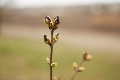 Close-up of flowering plant