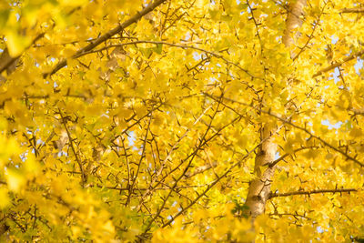 Low angle view of yellow flowering tree during autumn