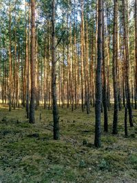 Trees in forest