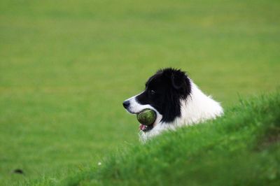 Dog looking away on field