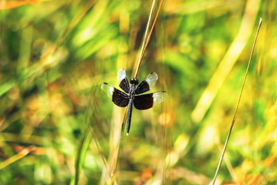 Close-up of butterfly pollinating on flower