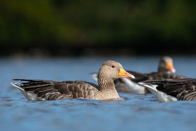 Close-up of duck in lake