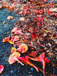 High angle view of maple leaves during autumn