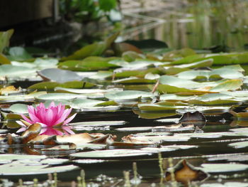 Close-up of lotus water lily in lake