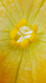 Full frame shot of yellow flower