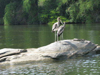 High angle view of gray heron perching on rock by lake