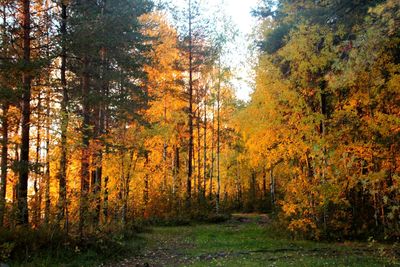 Trees in forest during autumn