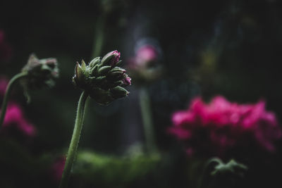 Close-up of pink flower